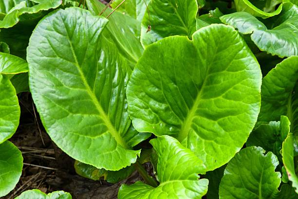 istock Plant list 2025 - Bergenia (Margery Fish) 2249622862