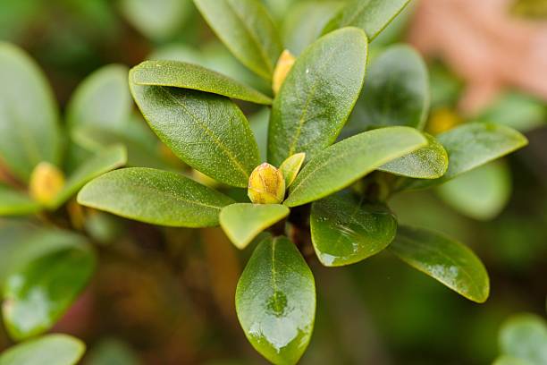 istock Plant list 2025 - Rhododendron (Lenora) 2249623146