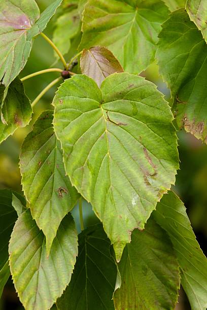 istock Plant list 2025 - Davidia involucrata (var. vilmoriniana) 2249623316