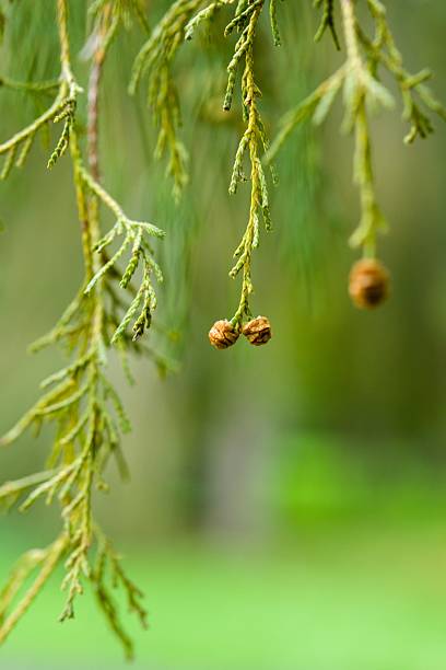 Close-up of evergreen tree branches with small cones, blurred green background