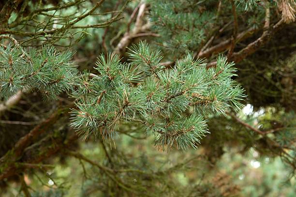 istock Plant list 2025 - Pinus sylvestris (Watereri) 2249624164
