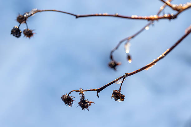 Bare branches glisten with ice against a bright blue sky, capturing a quiet winter moment. Ideal for seasonal or nature themes, frost, and morning light captions.