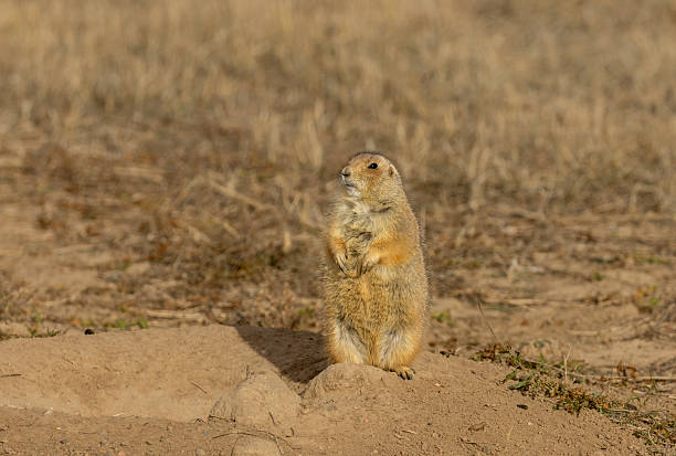 istock Cute Prairie Dog at its Burrow in Winter 2249624395
