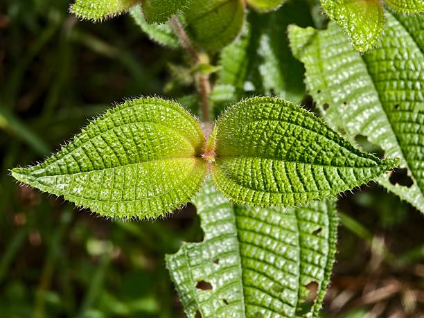 istock Clidemia hirta leaves in the morning 2249624712