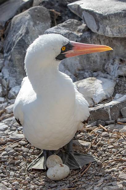 istock Nazca booby Mother Laying on her Two Eggs - (Sula granti), a large seabird native to the eastern Pacific on the Galapagos Islands 2249625047