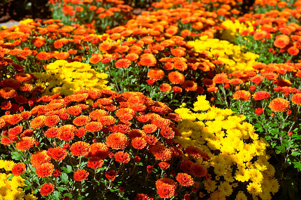 Assorted colourful garden mums