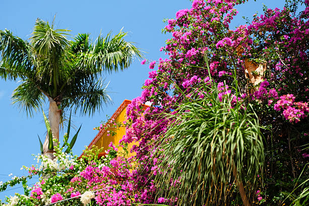 Blooming tropical plants and a palm tree frame a vivid house facade under a clear sky, tropical summer environment