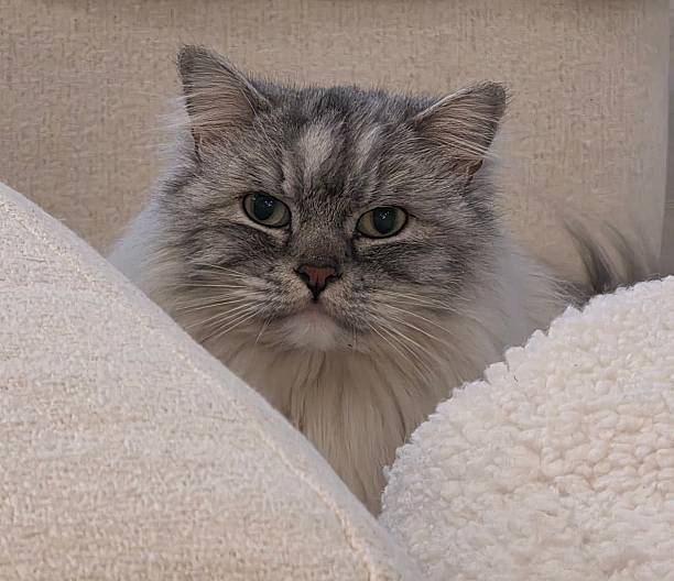 istock Long haired Ragamuffin cat looking to jump up on the sofa. 2249626398