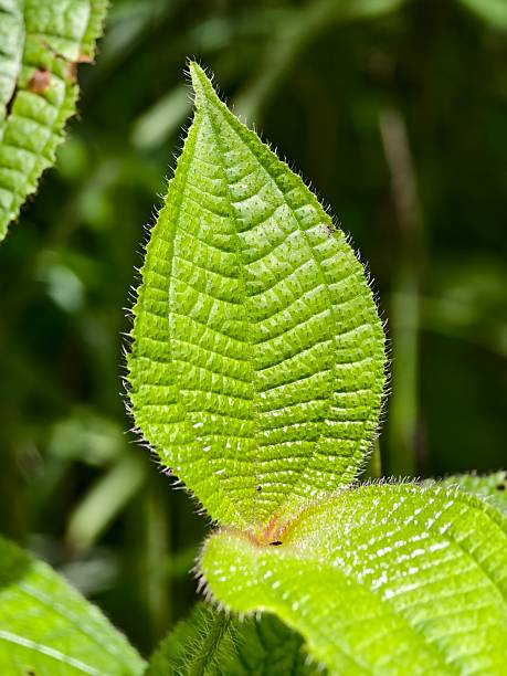 istock Clidemia hirta leaves in the morning 2249626718