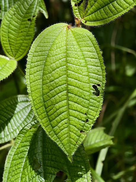 istock Clidemia hirta leaves in the morning 2249626728