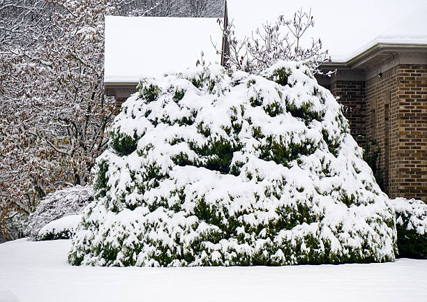 Evergreen tree next to brick house with branches heavily laden with fresh snow