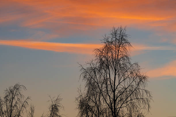 Vibrant Estonian sunrise with wispy orange and pink clouds behind a silhouetted bare birch tree in a winter landscape.High quality photo