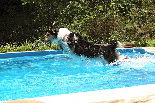 A dog jumping in a swimming pool