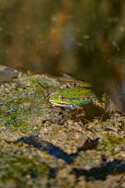 istock Close-Up Pelophylax Green Frog Rests on Algae-Covered Surface in Tranquil Pond 2249633300