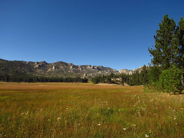 Forest Meadow with Mountains and Wildflowers