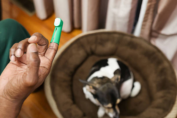 A black man  brushing dog  teeth with a brush