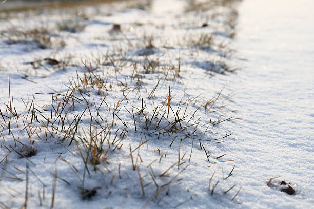 Fresh winter snow covering a lawn with green grass and scattered leaves, creating a calm seasonal landscape with soft natural light and a shallow depth of field.