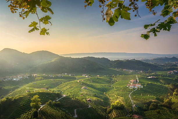 istock Prosecco Hills Vineyards Framed by Lush Grape Leaves, Italy 2249635343