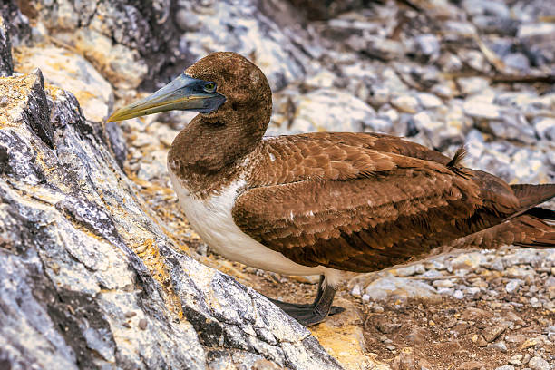 istock Juvenile Nazca booby up close 2249636682