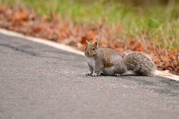 istock Eastern Gray Squirrel crossing a paved road 2249636939