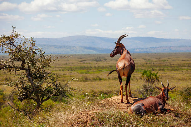 Topi Antelope at Akagera National Park, Rwanda