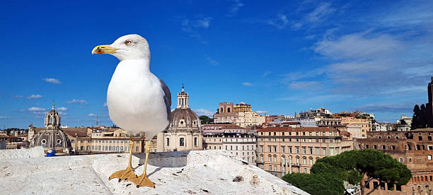 A seagull is on a roof looking at Rome's Forum