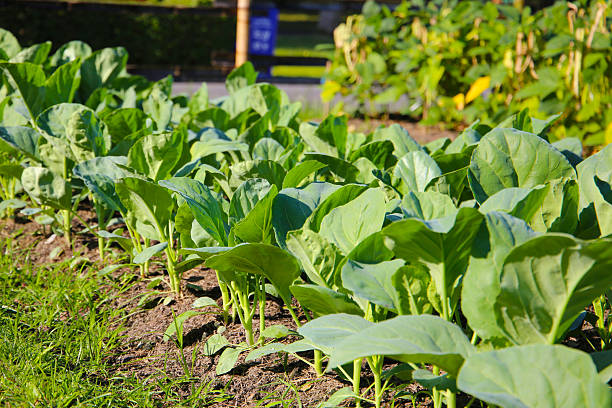 istock Green Chinese Kale growing in a garden 2249639317