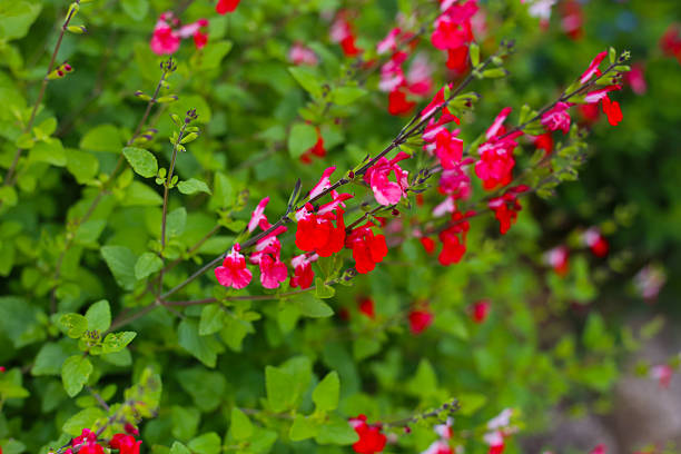 Bright red 'Royal Bumble' sage blooms on green stems.