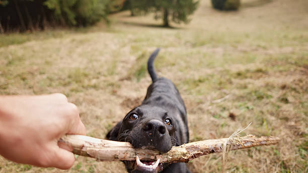 istock Dog Playing with Stick in Grassy Field 2249639801
