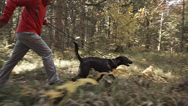 istock Person in Red Jacket Walking Black Dog in Sunlit Forest 2249639802