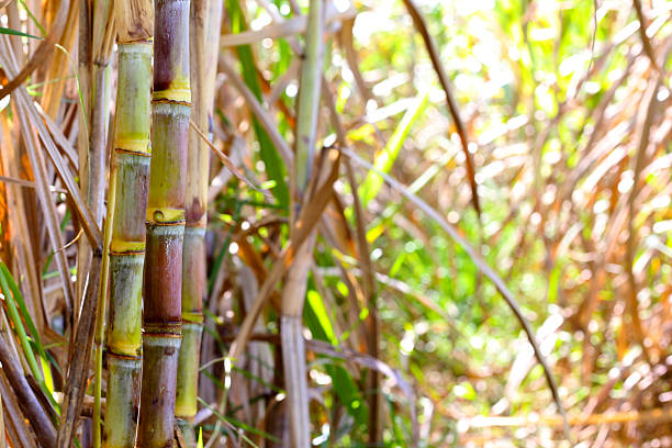 istock Close-up of a red sugarcane stalk in the sunlight. 2249640775