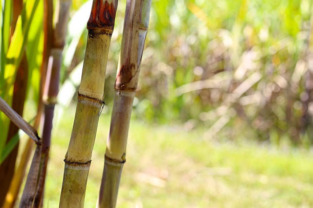 istock Sugarcane stalks growing in the field. 2249640985