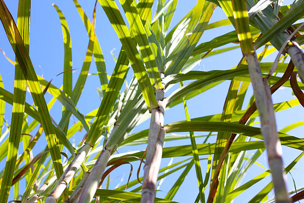istock Sugarcane stalk reaches high into the blue sky. 2249641368