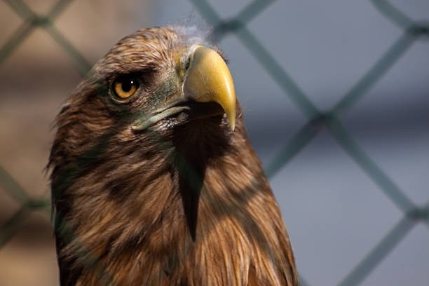A majestic brown eagle with a yellow beak and sharp talons sits perched on a wooden stump behind a green wire mesh fence in an enclosure