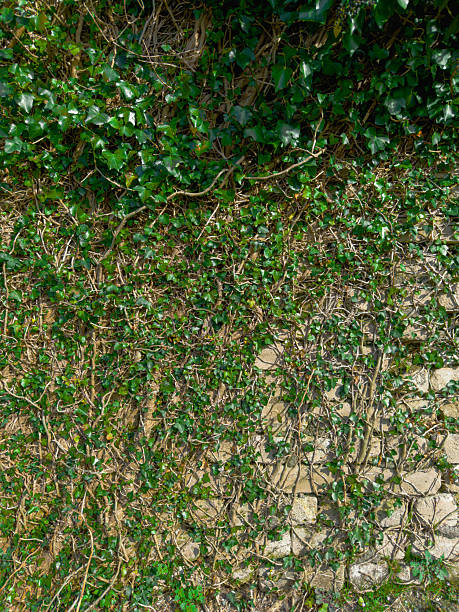 Vibrant green ivy spreads across a weathered stone wall adorned with cracks, showcasing the contrast between nature and architecture in sunlight.