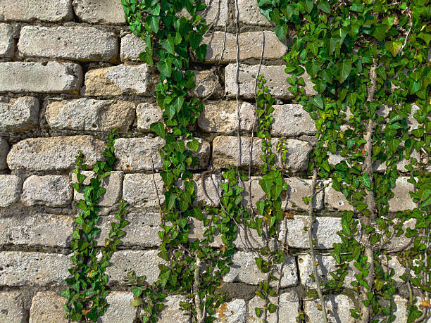 istock Green Ivy Climbing on an Old Stone Wall Bringing Nature to an Urban Setting in Daylight 2249643421