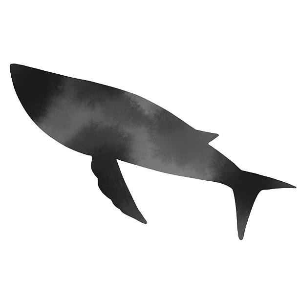 istock Watercolor style monochrome silhouette of a whale illustration 2249643576
