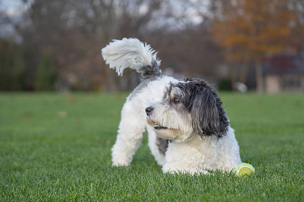 istock Cute Little Dog Wags his Tail 2249644431