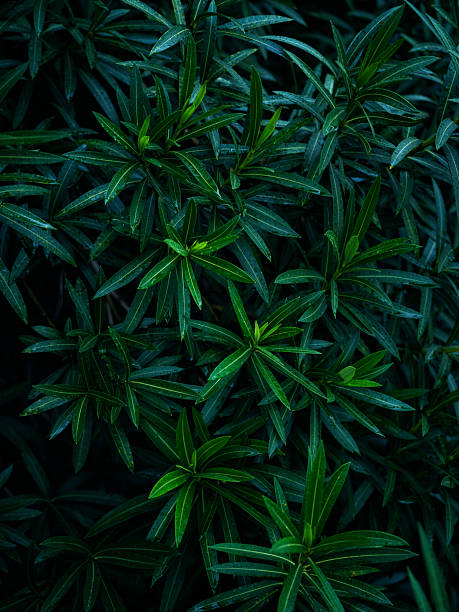 A background of green osmanthus leaves