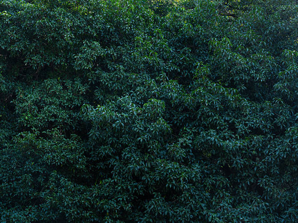 A background of green osmanthus leaves