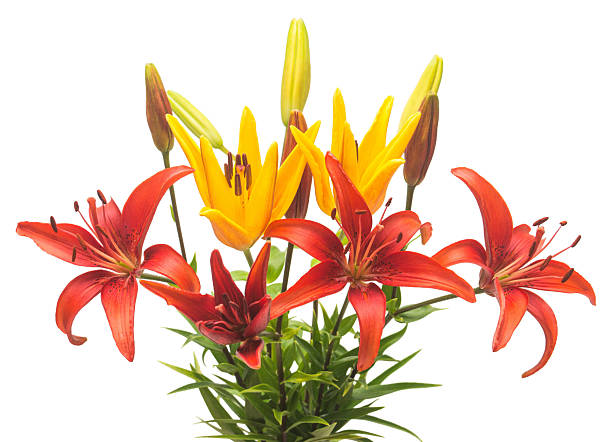 istock Beautiful bouquet of lily flowers 2249647713