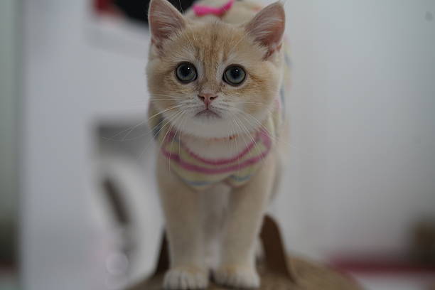 istock Adorable fluffy cat standing on a wooden surface with playful expression wearing a colorful sweater and captivating blue eyes, indoors, close-up shot 2249647745
