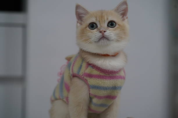 istock Adorable ginger kitten in colorful striped sweater posing with curious expression in a bright indoor setting 2249647763