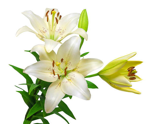istock Bouquet of beautiful white lily flowers 2249648065