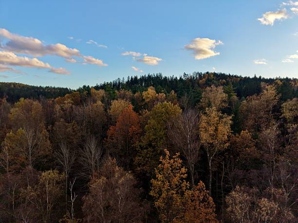 spectacular highangle photograph showcasing colorful deciduous trees with autumn hues under clear sky