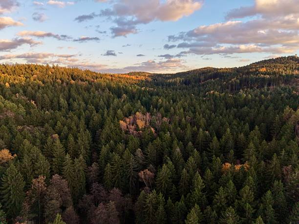 istock drones provide comprehensive mapping of pine forests to assist responsible harvesting strategies 2249648146