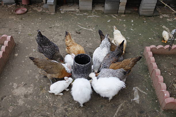 A group of chickens of various colors gathered around a feeder on the ground in an outdoor setting.