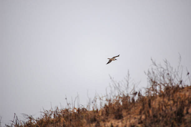 istock A bird flying over a field with dry plants in the foreground 2249649068