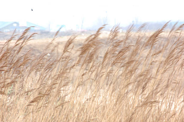 Tall dry grasses are gently swaying in the wind under a bright and clear sky, presenting a natural outdoor scene.