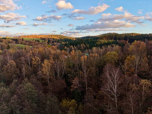 dense autumn canopy seen from drone, forestry inspector mapping tree health and leaf color patterns